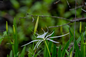 Coastal Spiderlily, wildflower, side view