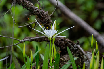 Coastal Spiderlily