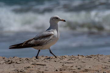 Ring-billed Gull Walking on Beach, Surf Background