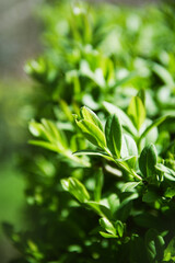 Green natural background with boxwood. Buxus branches