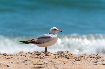 Ring Billed Gull at Beach, Surf in Background
