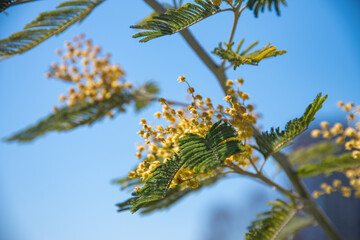spring flowers. Tree  yellow Mimosa on the blue sky  background.  macro and close up