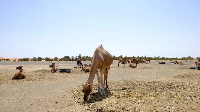 Dromedarios descansando y comiendo en el desierto de Merzouga