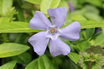 Purple phlox flower, close up 