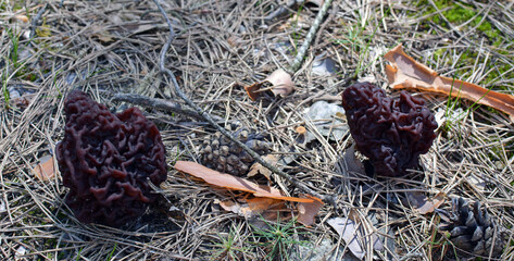 Gyromitra esculenta growing in forest in spring time. this fungus looks like brain.