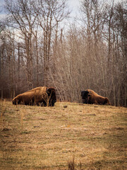 Woodland Bison Grassing