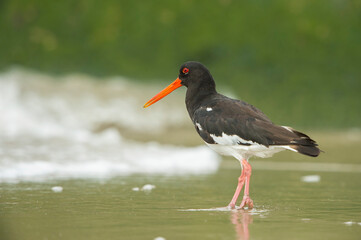 Eurasian Oystercatcher (Haematopus ostralegus) walking along the shoreline