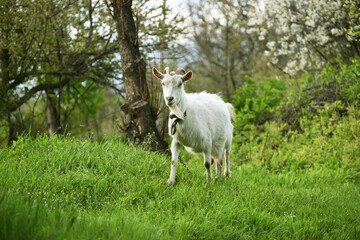 Obraz premium White goat standing and watching into distance, rural wildlife photo in spring