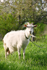 White goat standing and watching into distance, rural  wildlife photo in spring