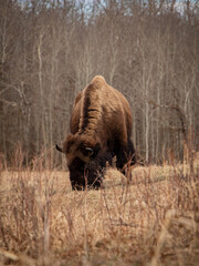 Woodland Bison Grassing