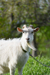 White goat standing and watching into distance, rural  wildlife photo in spring