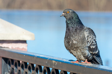 Dove on the embankment of the river. Close-up. Portrait of a disheveled bird