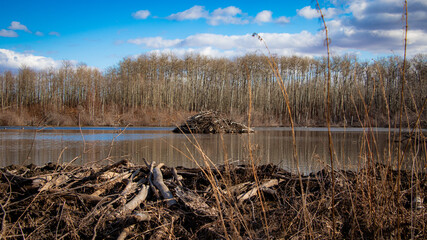 Beaver swimming near Beaver Lodge