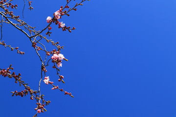 Cherry blossom flowers during the spring. Will soon open up. Clear blue sky. Copy space for text. Stockholm, Sweden, Europe.