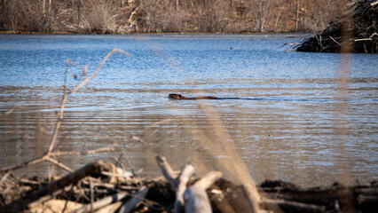 Beaver swimming near Beaver Lodge