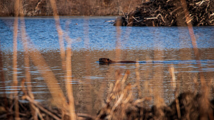 Beaver swimming near Beaver Lodge