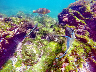 Parrot fish at Punta Espinoza, Galapagos Islands, Fernandina, Ecuador