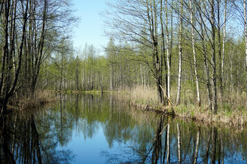 Fototapeta na wymiar The Berezina River in the Berezinsky Nature Reserve. Warm sunny May day. Blue sky and reflection in water