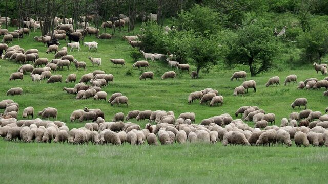 Herd of sheep grazing on a pasture 