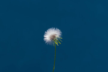 Um flor delicada e branca com fundo na cor azul.
