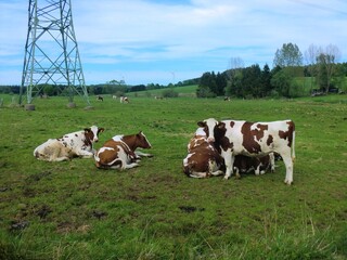 Obraz premium Cows