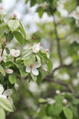 Fototapeta premium Blooming apple tree, flying bee. Spring time. Soft focus.