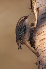 Gartenbauml&auml;ufer am Birkenstamm