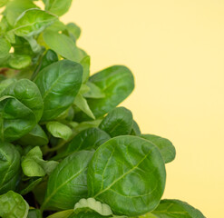 Fresh green micro-green spicy on a yellow background.