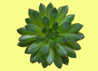 A succulent flower on a yellow isolate background.