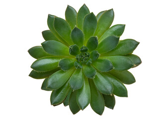 Fototapeta premium A succulent flower on a white isolate background.