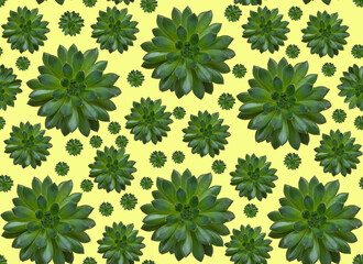 Seamless pattern of green succulent flowers.