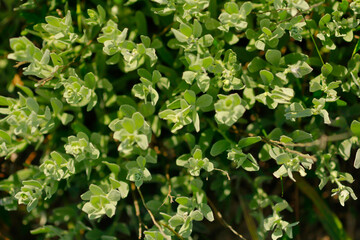 Abstract composition of green mountain plants, shot from above.