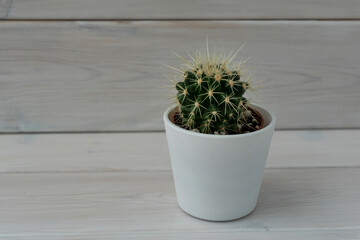 Green round cactus with thorns in little flower pot on white wooden background, copy space. Home decoration with natural plants