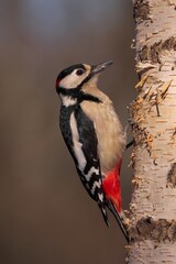 Buntspecht am Birkenstamm