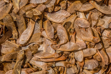 Seedlings from a tree on the ground closeup