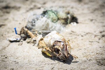 Fish bones on sand with plastic