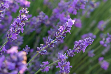 Field of lavender flower closeup on blurred background. Travel concept, aromatherapy.