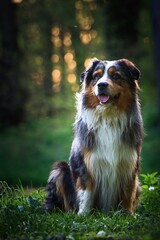 Australian Shepherds in a green spring landscape