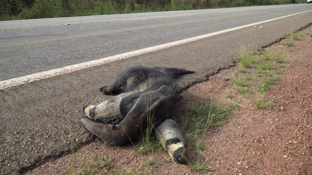 View of dead giant anteater, Myrmecophaga tridactyla, run over, killed by vehicle on the road. Wild animal roadkill in the amazon rainforest, Brazil. Concept of ecology, environment, biodiversity. 4K