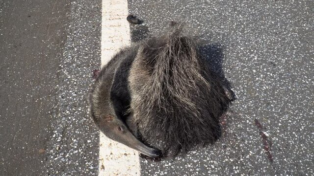 Close up of dead giant anteater, Myrmecophaga tridactyla, run over, killed by vehicle on the road. Wild animal roadkill in the amazon rainforest, Brazil. Concept of ecology, environment, biodiversity
