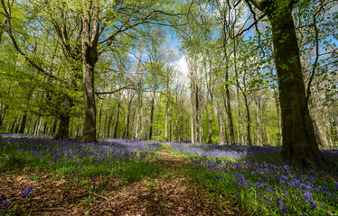 Carpet of bluebells growing in the wild on the forest floor under beech trees in springtime in Dockey Woods, Buckinghamshire UK. 
