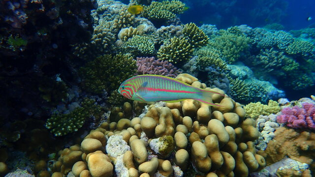 Klunzinger's wrasse or Ruppell's wrasse (Thalassoma rueppellii) undersea, Red Sea, Egypt, Sharm El Sheikh, Nabq Bay