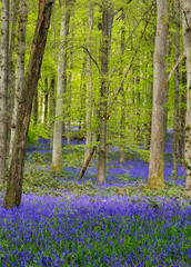 Fototapeta na wymiar Carpet of bluebells growing in the wild on the forest floor under beech trees in springtime in Dockey Woods, Buckinghamshire UK. 