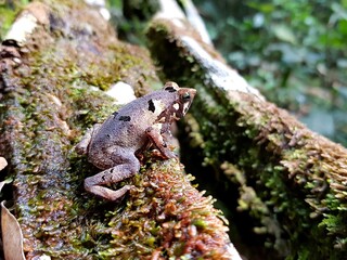 Rhinella frog, Bufonidae family. Amazon rainforest, near Balbina. 