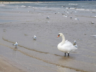 Baltic sea in a winter, cold day, seagulls and swan near water, Swinoujscie, Poland