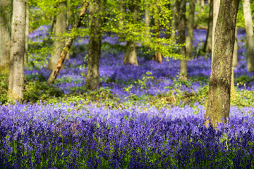 Carpet of bluebells growing in the wild on the forest floor in springtime in Dockey Woods, Buckinghamshire UK. 