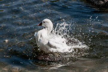 white goose swimming in the water