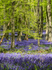 Fototapeta na wymiar Carpet of bluebells growing in the wild on the forest floor under beech trees in springtime in Dockey Woods, Buckinghamshire UK. 