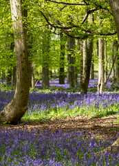 Carpet of bluebells growing in the wild on the forest floor under beech trees in springtime in Dockey Woods, Buckinghamshire UK. 