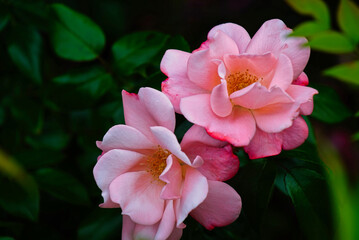 A closeup of pink roses in a garden with a dark leafy background.
